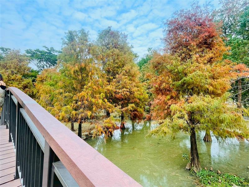 冬天的溫暖美景｜落羽松